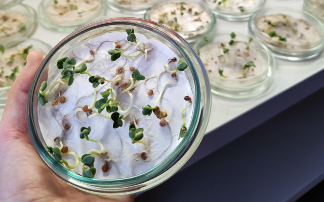 Phytotesting